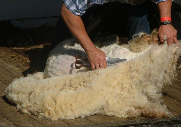 esquila ovejas lana