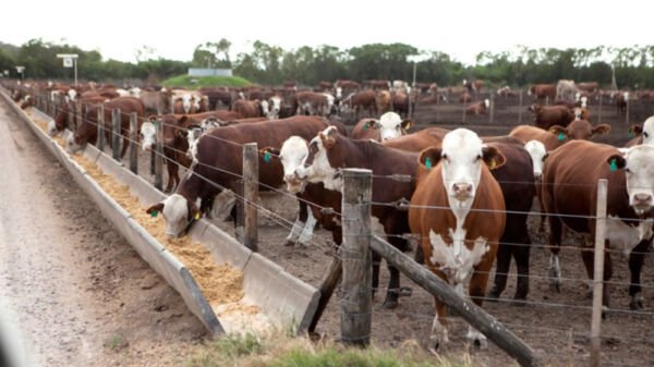 ganado vacas