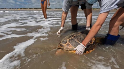 3 tortugas cabezonas 2