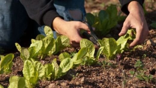 agricultura