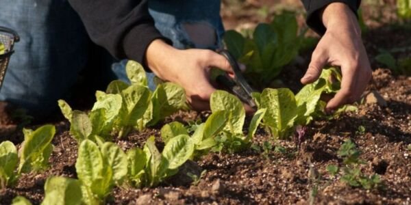 agricultura